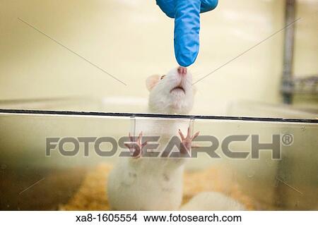 laboratory mice View Large Photo Image Picture - laboratory mice. Fotosearch