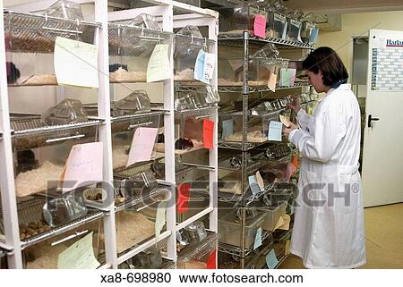 Laboratory mice View Large Photo Image Stock Image - Laboratory mice. Fotosearch