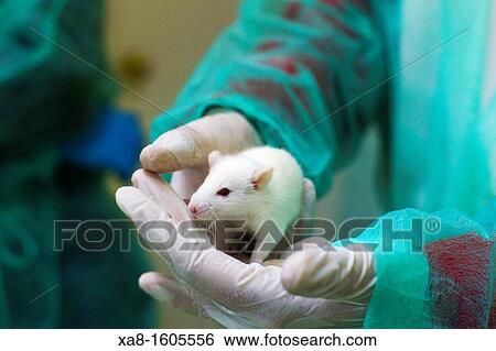 laboratory mice View Large Photo Image Stock Photograph - laboratory mice. Fotosearch