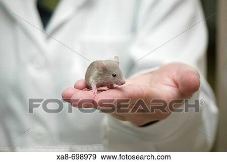 Laboratory mouse View Large Photo Image Stock Photo - Laboratory mouse. Fotosearch