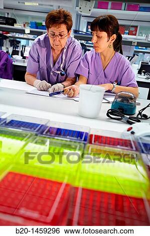 Laboratory technicians, Neuroscience lab, Research in neuromuscular disorders, neurodegenerative diseases, parkinson, dementia and multiple sclerosis, Biodonostia Health and Biomedicine Research Institute, San Sebastian, Donostia, Gipuzkoa, Euskadi, Spain View Large Photo Image Stock Photograph - Laboratory technicians, Neuroscience lab, Research in neuromuscular disorders, neurodegenerative diseases, parkinson, dementia and multiple sclerosis, Biodonostia Health and Biomedicine Research Institute, San Sebastian, Donostia, Gipuzkoa, Euskadi, Spain. Fotosearch