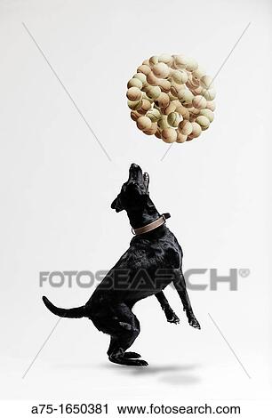Labrador retriever playing with tennis balls View Large Photo Image Stock Image - Labrador retriever playing with tennis balls. Fotosearch