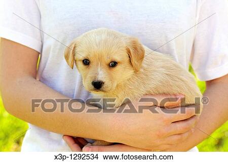 Labrador retriever puppy View Large Photo Image Picture - Labrador retriever puppy. Fotosearch