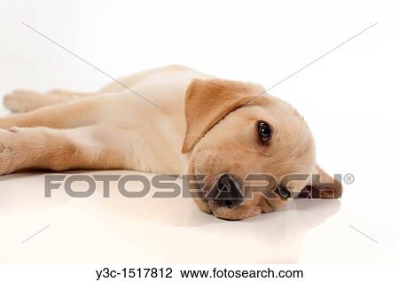 Stock Image - Labrador Retriever Puppy. Fotosearch