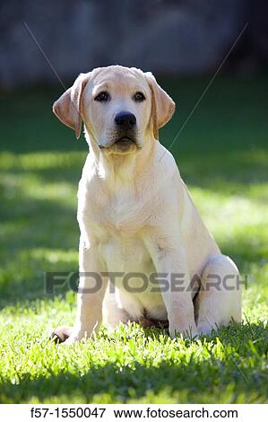 Labrador Retriever Puppy View Large Photo Image Stock Photo - Labrador Retriever Puppy. Fotosearch