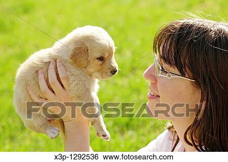 Labrador retriever puppy View Large Photo Image Stock Photograph - Labrador retriever puppy. Fotosearch
