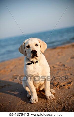 Stock Image - Labrador retriever. Fotosearch