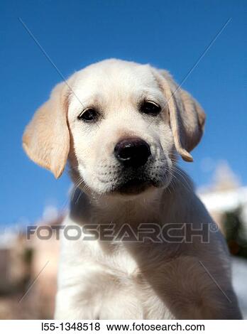 Stock Photo - Labrador retriever. Fotosearch