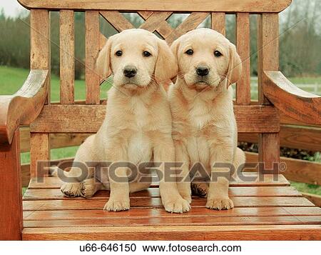 Labrador retriever whelp View Large Photo Image Stock Image - Labrador retriever whelp. Fotosearch