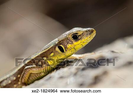 Picture - Lacerta trilineata - Balkan Green Lizard, Crete. Fotosearch