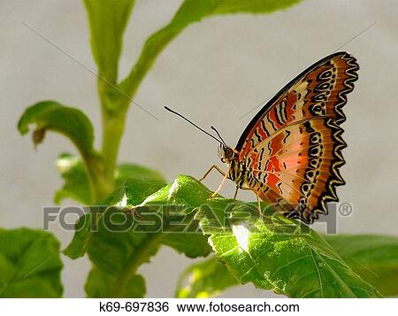 Stock Photograph - Lacewing Butterfly (Cethosia biblis). Fotosearch