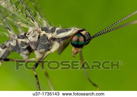 Lacewing. Image taken at Kampung Skudup, Sarawak, Malaysia. View Large Photo Image Stock Image - Lacewing. Image taken at Kampung Skudup, Sarawak, Malaysia.. Fotosearch