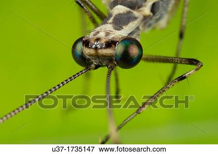 Stock Photo - Lacewing. Image taken at Kampung Skudup, Sarawak, Malaysia.. Fotosearch