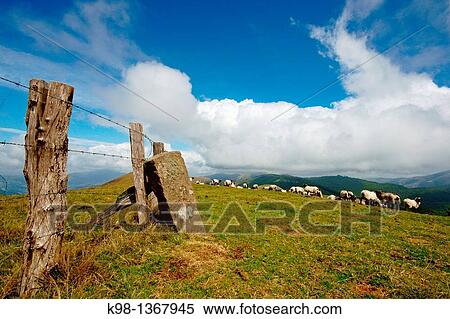 Lachen flock of sheep on the hill of Arbilleta Great Pyrenees trip 11 Navarra Spain View Large Photo Image Stock Photography - Lachen flock of sheep on the hill of Arbilleta Great Pyrenees trip 11 Navarra Spain. Fotosearch