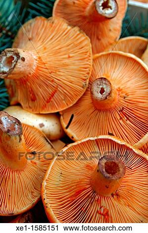 lactarius, edible mushrooms View Large Photo Image Stock Image - lactarius, edible mushrooms. Fotosearch