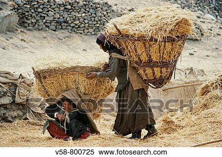 Stock Photography - LADAKHI WOMEN COLLECTING HAY, WANLA, LADAKH, INDIA. Fotosearch