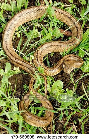 Ladder snake (Elaphe scalaris). Puertollano, Ciudad Real, Spain. View Large Photo Image Stock Photo - Ladder snake (Elaphe scalaris). Puertollano, Ciudad Real, Spain.. Fotosearch