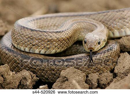 Ladder Snake (Elaphe scalaris) View Large Photo Image Stock Photograph - Ladder Snake (Elaphe scalaris). Fotosearch