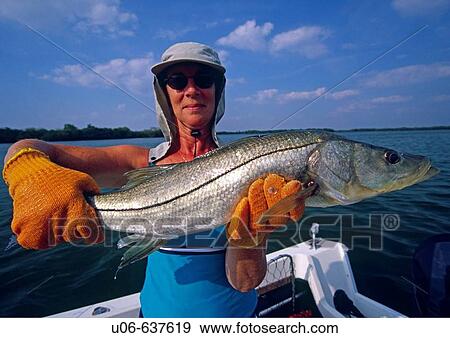 Lady angler holding a large snook in Charlotte harbor in Florida (USA) View Large Photo Image Stock Photo - Lady angler holding a large snook in Charlotte harbor in Florida (USA). Fotosearch