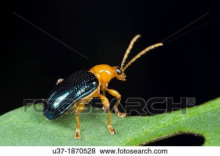 Lady bug. Image taken at Kampung Skdup, Sarawak, Malaysia. View Large Photo Image Stock Photo - Lady bug. Image taken at Kampung Skdup, Sarawak, Malaysia.. Fotosearch