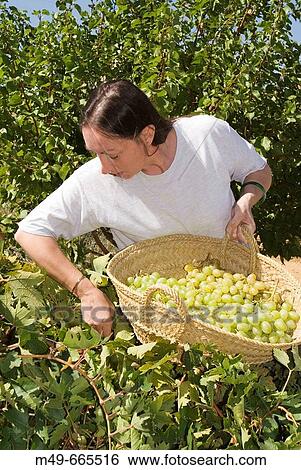 Lady collecting her own organically produced grapes in Andalusia, Spain View Large Photo Image Stock Photograph - Lady collecting her own organically produced grapes in Andalusia, Spain. Fotosearch
