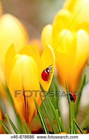 Ladybird beetles on crocus Coccinella septempunctata A pair of Seven spot Ladybird beetles explore the denizens of crocus in a spring garden One is inside a crocus and the other is climbing a leaf blade View Large Photo Image Stock Photograph - Ladybird beetles on crocus Coccinella septempunctata A pair of Seven spot Ladybird beetles explore the denizens of crocus in a spring garden One is inside a crocus and the other is climbing a leaf blade. Fotosearch