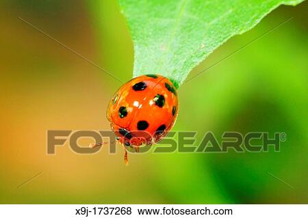 Ladybird, Borneo View Large Photo Image Stock Photo - Ladybird, Borneo. Fotosearch