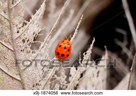Ladybird, Borneo View Large Photo Image Stock Photograph - Ladybird, Borneo. Fotosearch