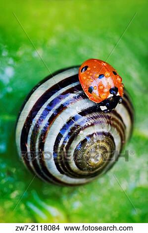 Ladybird (Coccinella 7-punctata) resting on a White-lipped banded snail (Cepaea hortensis) View Large Photo Image Picture - Ladybird (Coccinella 7-punctata) resting on a White-lipped banded snail (Cepaea hortensis). Fotosearch