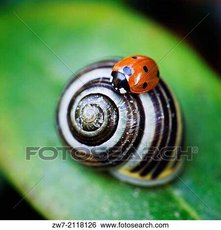 Ladybird (Coccinella 7-punctata) resting on White-lipped banded snail (Cepaea hortensis) View Large Photo Image Stock Photograph - Ladybird (Coccinella 7-punctata) resting on White-lipped banded snail (Cepaea hortensis). Fotosearch