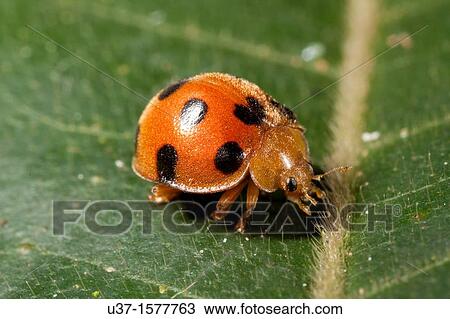 Ladybird found at Kampung Skudup, Sarawak, Borneo View Large Photo Image Stock Image - Ladybird found at Kampung Skudup, Sarawak, Borneo. Fotosearch