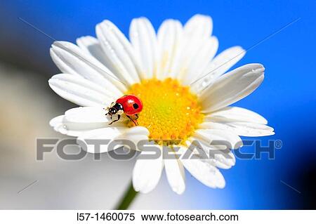 ladybird, ladybird beetle on daisy flower, Switzerland View Large Photo Image Stock Photography - ladybird, ladybird beetle on daisy flower, Switzerland. Fotosearch