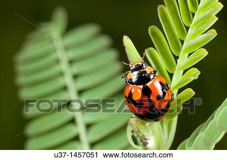 Ladybird View Large Photo Image Stock Image - Ladybird. Fotosearch