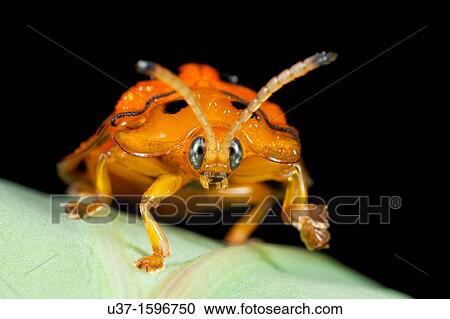 Ladybird View Large Photo Image Stock Image - Ladybird. Fotosearch