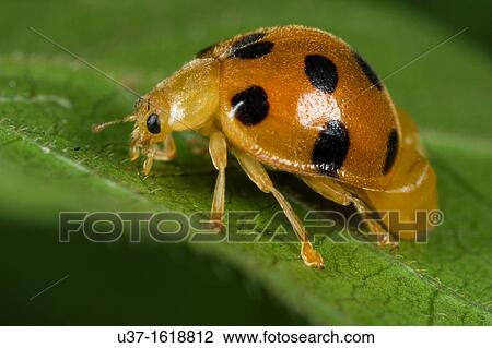 Ladybird View Large Photo Image Stock Image - Ladybird. Fotosearch