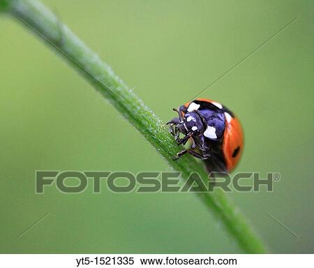 Ladybird, Worcestershire, England, Europe View Large Photo Image Stock Photography - Ladybird, Worcestershire, England, Europe. Fotosearch