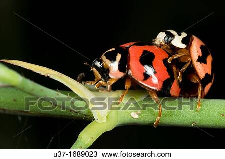 Ladybirds mating found at Kampung Skudup, Sarawak, Borneo View Large Photo Image Stock Image - Ladybirds mating found at Kampung Skudup, Sarawak, Borneo. Fotosearch
