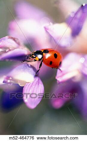 Stock Photograph - Ladybug on flower. Oregon, USA. Fotosearch
