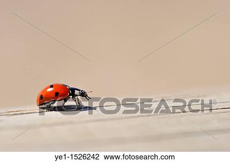 Ladybug on wooden fence close-up, Camargue, France View Large Photo Image Stock Image - Ladybug on wooden fence close-up, Camargue, France. Fotosearch