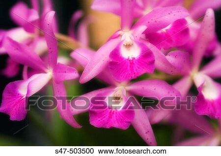 Laeliocattleya hybrid. Maryland, USA View Large Photo Image Stock Image - Laeliocattleya hybrid. Maryland, USA. Fotosearch
