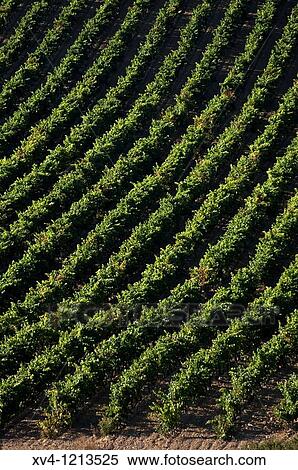 Laguardia vineyard La Rioja Rioja Alavesa Araba Basque Country Spain View Large Photo Image Stock Photography - Laguardia vineyard La Rioja Rioja Alavesa Araba Basque Country Spain. Fotosearch