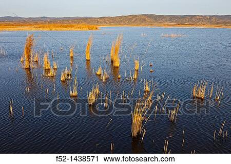 Laguna de Pitillas Nature Reserve, Navarra, Spain, Europe. View Large Photo Image Stock Image - Laguna de Pitillas Nature Reserve, Navarra, Spain, Europe.. Fotosearch