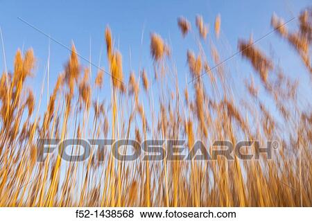 Laguna de Pitillas Nature Reserve, Navarra, Spain, Europe. View Large Photo Image Stock Photo - Laguna de Pitillas Nature Reserve, Navarra, Spain, Europe.. Fotosearch