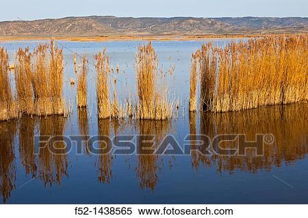 Laguna de Pitillas Nature Reserve, Navarra, Spain, Europe. View Large Photo Image Stock Photography - Laguna de Pitillas Nature Reserve, Navarra, Spain, Europe.. Fotosearch