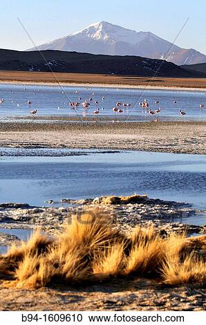 Laguna Hedionda is a saline lake in the Nor L? pez Province, Potos? Department in Bolivia. It is notable for various migratory species of pink and white flamingos. View Large Photo Image Stock Image - Laguna Hedionda is a saline lake in the Nor L? pez Province, Potos? Department in Bolivia. It is notable for various migratory species of pink and white flamingos.. Fotosearch