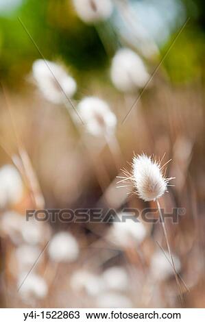 Stock Image - Lagurus Ovatus on the coastal path of Gujan-Mestras. Arcachon basin. Gironde. France.. Fotosearch