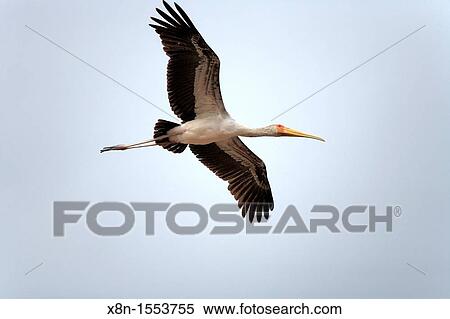 Lake Manyara National Park, Tanzania View Large Photo Image Stock Photography - Lake Manyara National Park, Tanzania. Fotosearch
