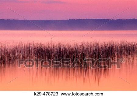 Lake Mindemoya with reed bed before sunrise. Manitoulin Island, Mindemoya. Ontario. Canada. View Large Photo Image Stock Image - Lake Mindemoya with reed bed before sunrise. Manitoulin Island, Mindemoya. Ontario. Canada.. Fotosearch