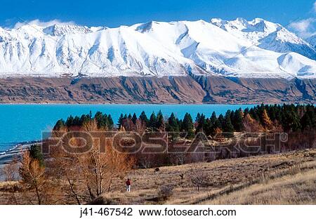 Lake Pukaki and Ben Oahu range. Tourists enjoy larch trees in autumn colours near Mount Cook station. New Zealand. View Large Photo Image Stock Image - Lake Pukaki and Ben Oahu range. Tourists enjoy larch trees in autumn colours near Mount Cook station. New Zealand.. Fotosearch