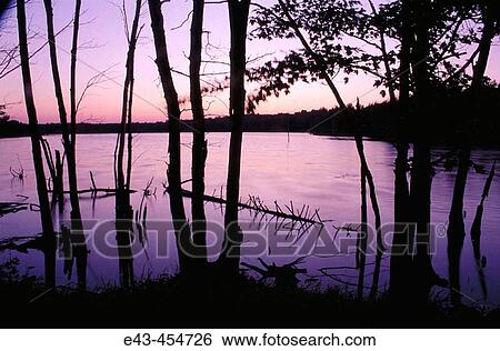 Lake with dead trees at sunset with magenta colors View Large Photo Image Stock Photograph - Lake with dead trees at sunset with magenta colors. Fotosearch